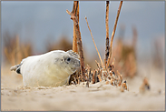 wann kommt Mama... Kegelrobbennachwuchs  *Halichoerus grypus*