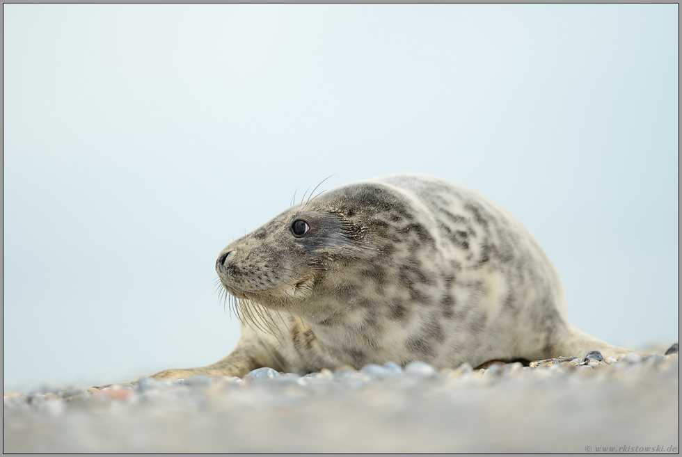 am Steinstrand... Kegelrobbe *Halichoerus grypus*