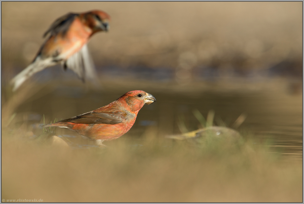 Einflug... Kiefernkreuzschnabel *Loxia pytyopsittacus*