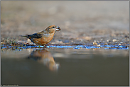 der orange... Kiefernkreuzschnabel *Loxia pytyopsittacus*