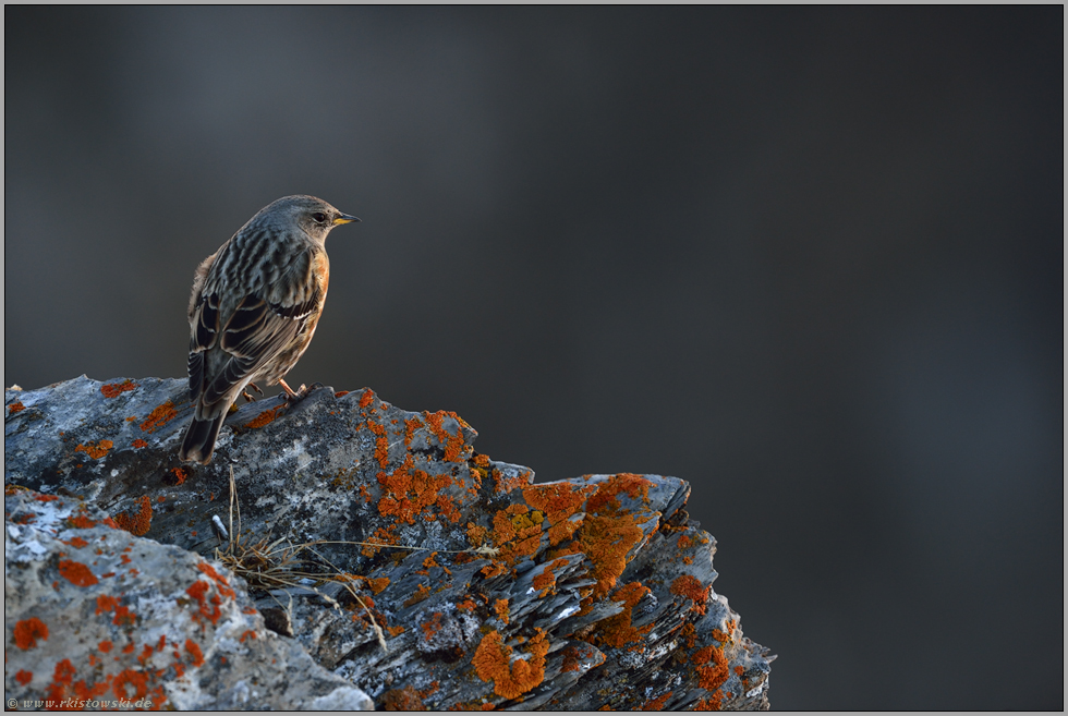 letztes Licht... Alpenbraunelle *Prunella collaris*