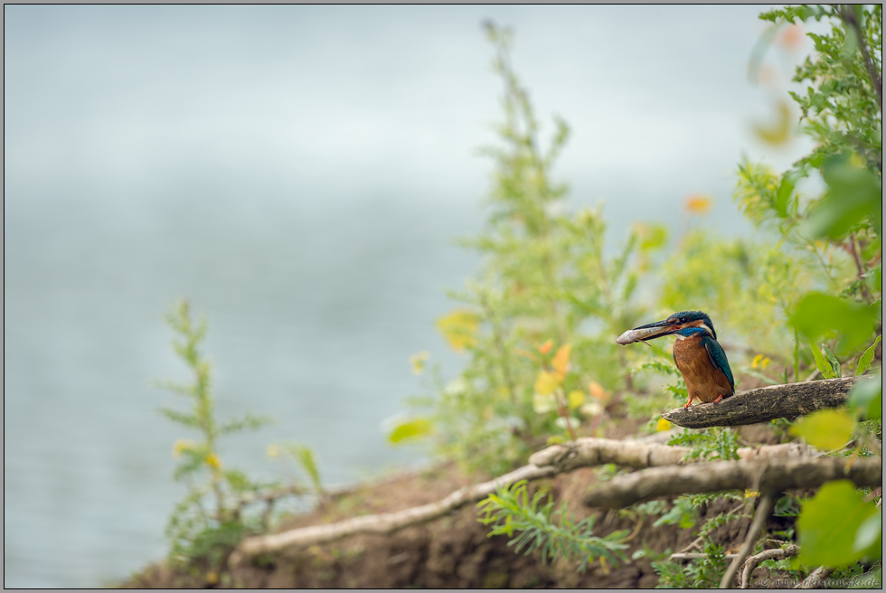 Lebensraum... Eisvogel *Alcedo atthis*