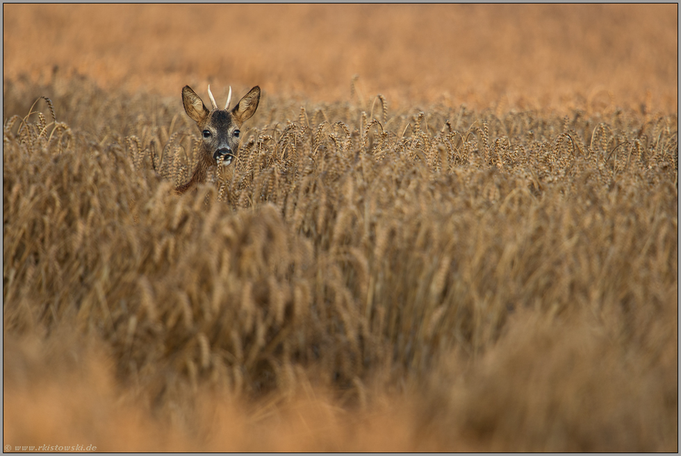 im Weizenfeld... Rehbock *Capreolus capreolus*