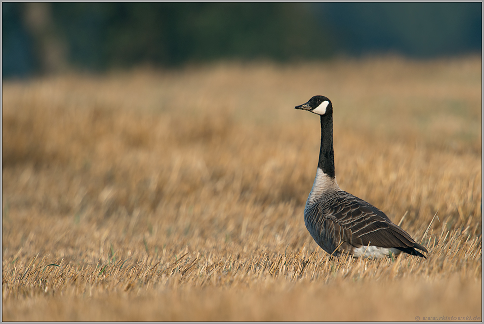 auf dem Stoppelfeld... Kanadagans *Branta canadensis*