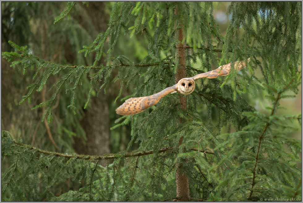 gelenker Flieger... Schleiereule *Tyto alba*