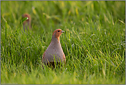 vorsichtig...Rebhühner *Perdix perdix*