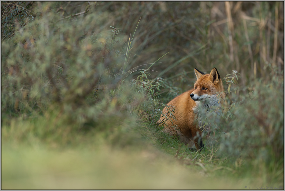 versteckt im Gebüsch... Rotfuchs *Vulpes vulpes*