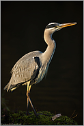 wenig scheu... Graureiher *Ardea cinerea*