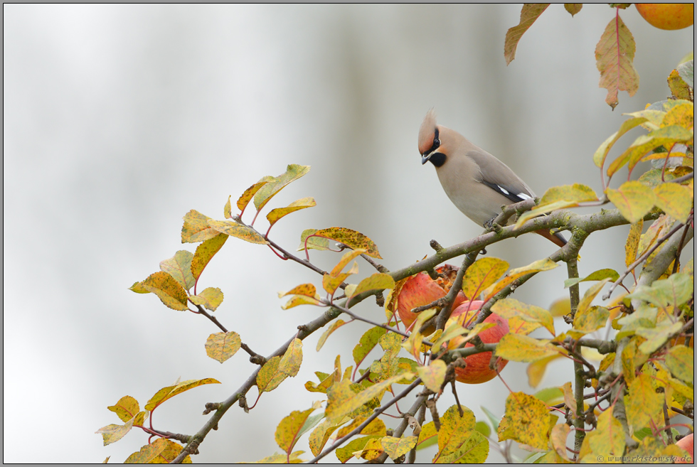 Appetit im Apfelbaum... Seidenschwanz *Bombycilla garrulus*