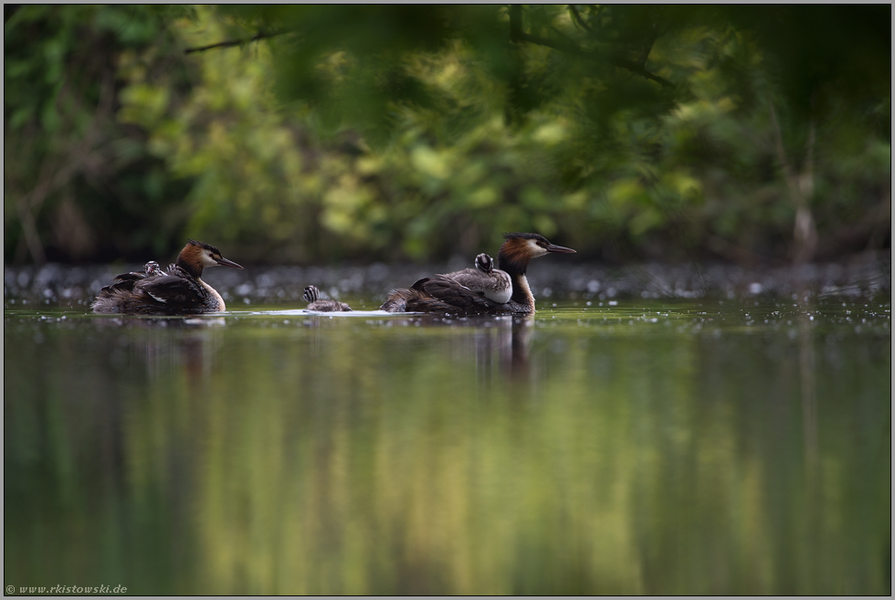 am Gewässer... Haubentaucher *Podiceps cristatus*