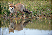 abgelenkt... Rotfuchs *Vulpes vulpes*