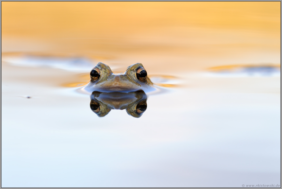 Wasserspiegelungen... Erdkröte *Bufo bufo*