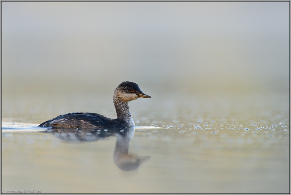 Jüngling... Schwarzhalstaucher *Podiceps nigricollis*