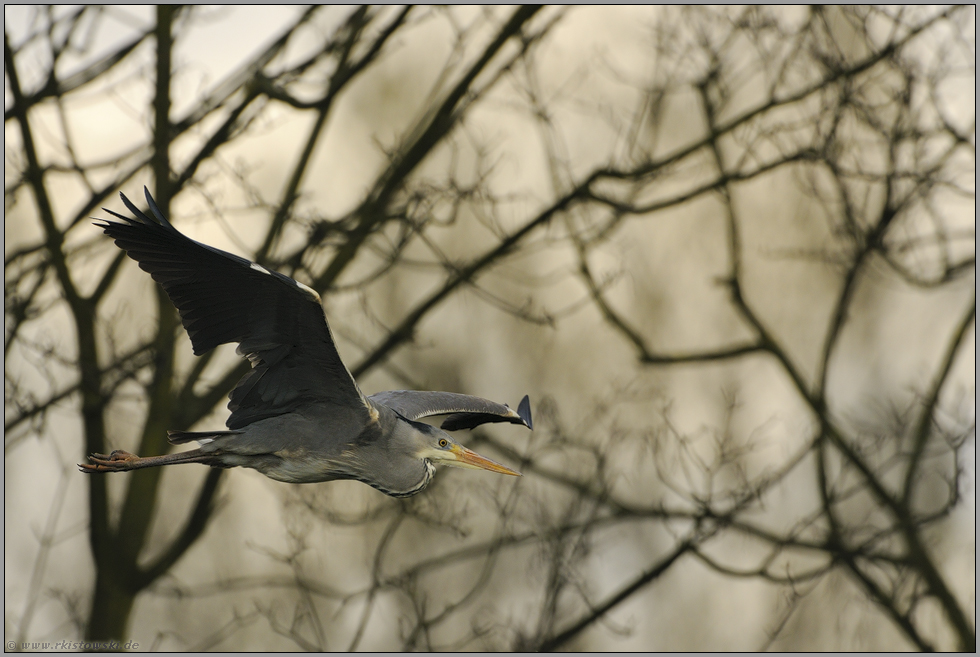 abendlicher Einflug... Graureiher *Ardea cinerea*