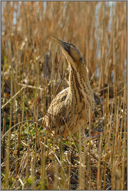 Flitzebogen... Rohrdommel *Botaurus stellaris*