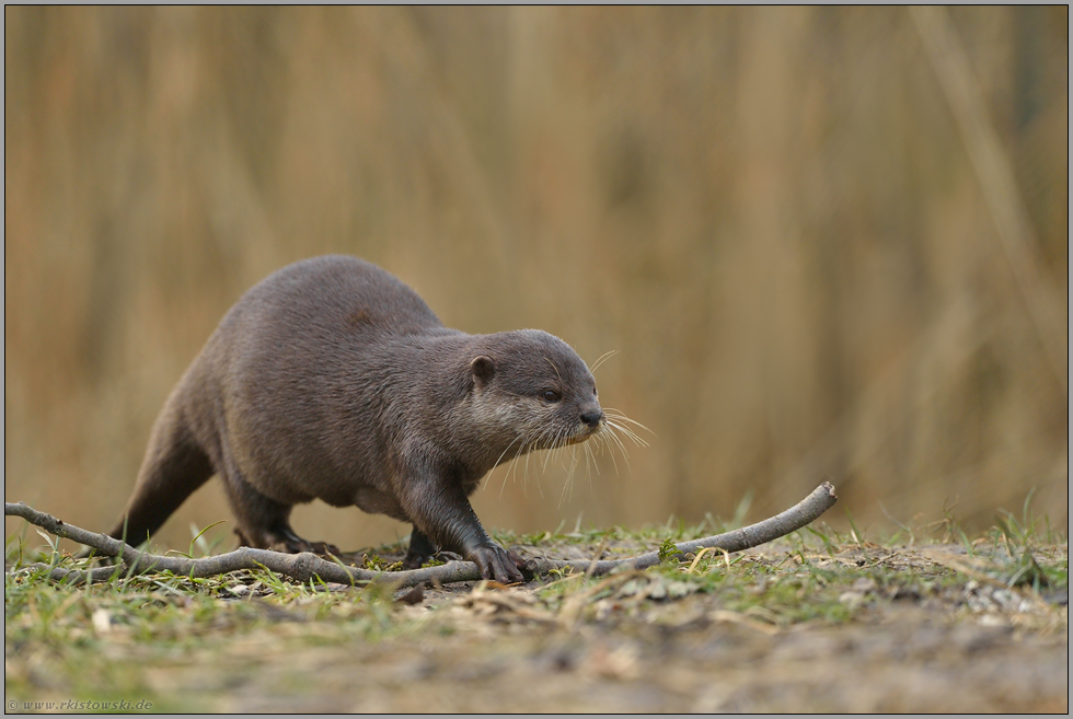 Kurzkrallenotter... Zwergotter *Aonyx cinerea*