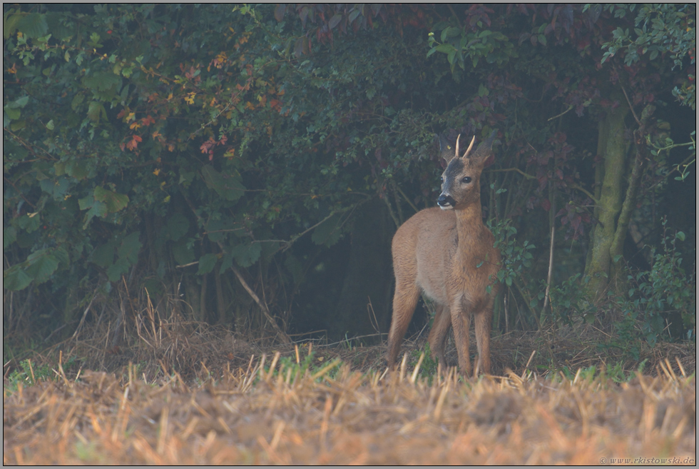 am Feldrand... Rehbock *Capreolus capreolus*