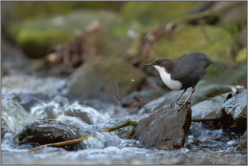 Gefiederpflege... Wasseramsel *Cinclus cinclus*