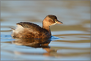 der Kleinste... Zwergtaucher *Tachybaptus ruficollis*