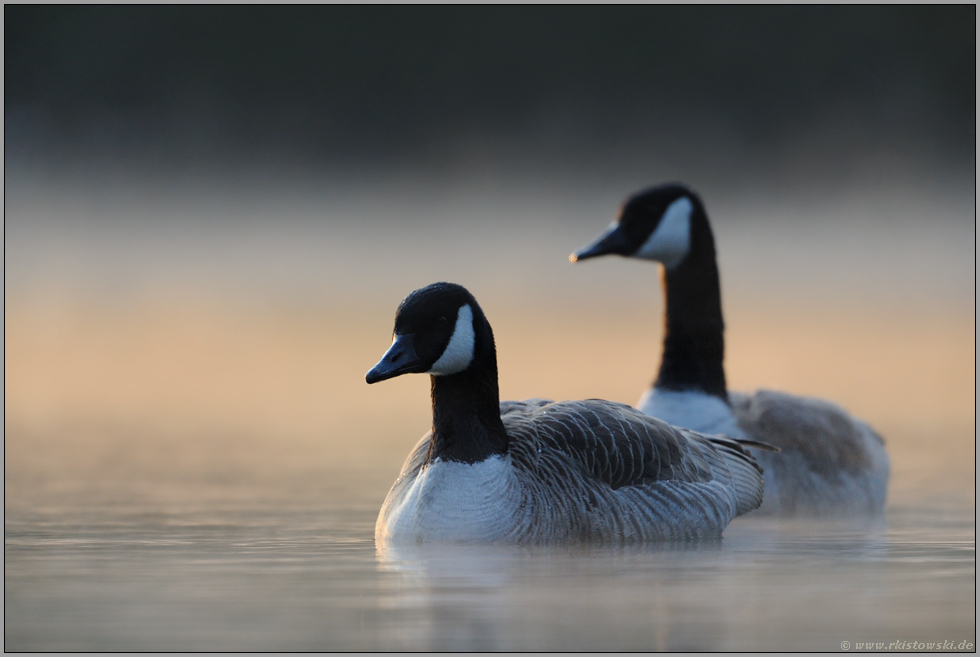 Nebelschwaden... Kanadagänse *Branta canadensis*