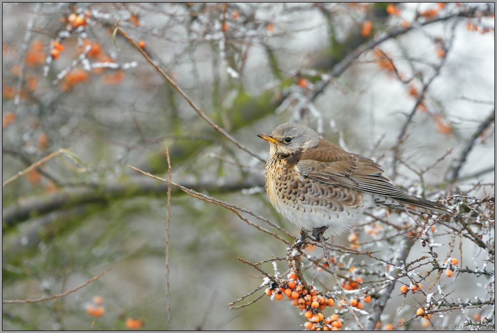 im Beerenstrauch... Wacholderdrossel *Turdus pilaris*