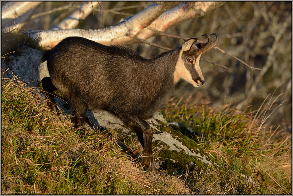 Fotografie im Hochgebirge... Gämse *Rupicapra rupicapra*