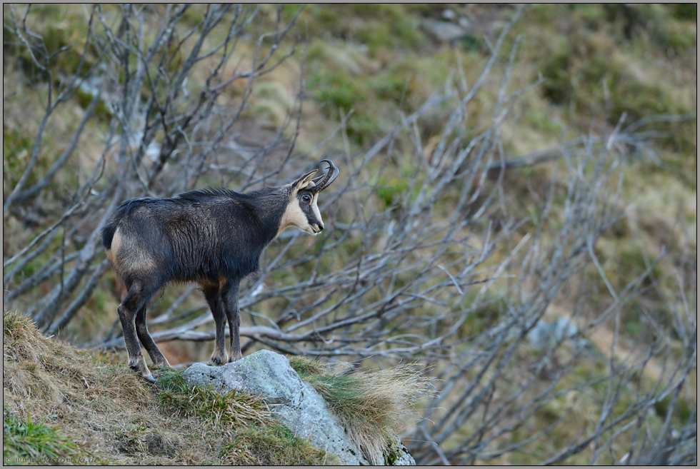 Blick ins Tal... Gämse *Rupicapra rupicapra*