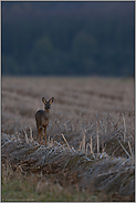 ganz früh... Reh *Capreolus capreolus*