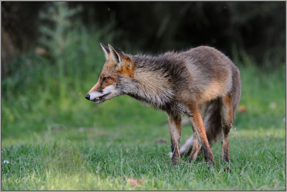 Fangzähne ... Rotfuchs *Vulpes vulpes*