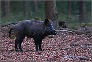 unter Buchen... Wildschwein *Sus scrofa*