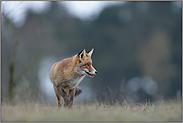 Streifzug durch's Revier... Rotfuchs *Vulpes vulpes*