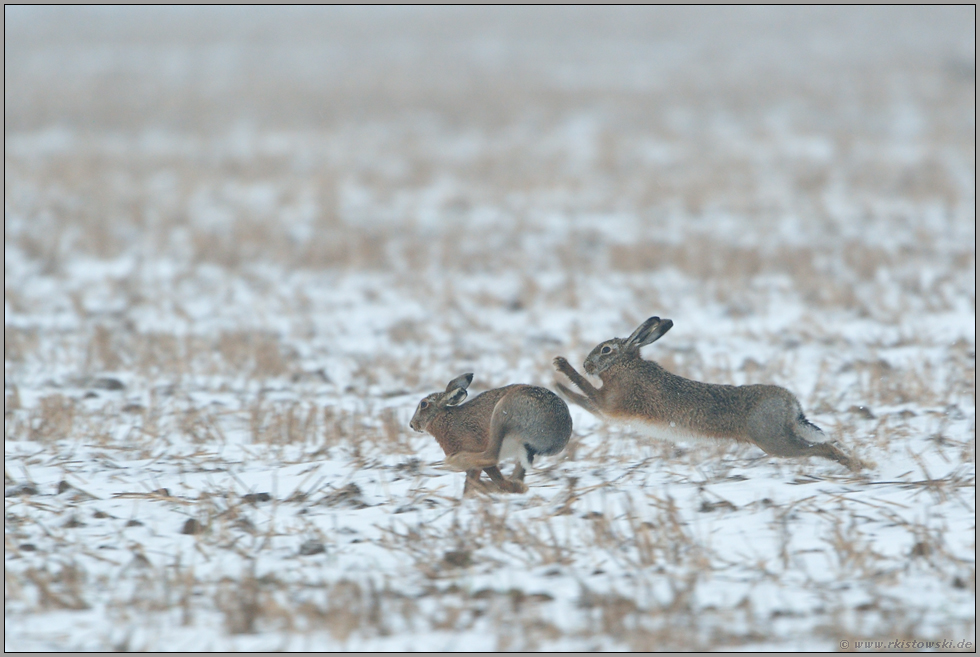 wilde Hatz durch den Schnee... Feldhasen *Lepus europaeus*