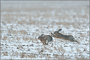 wilde Hatz durch den Schnee... Feldhasen *Lepus europaeus*