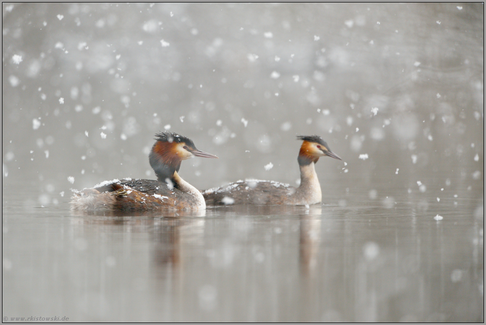 warten auf besseres Wetter... Haubentaucher *Podiceps cristatus*