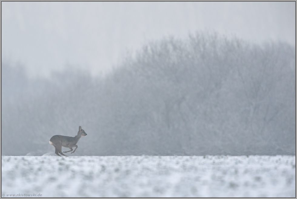 flüchtend... Reh *Capreolus capreolus*