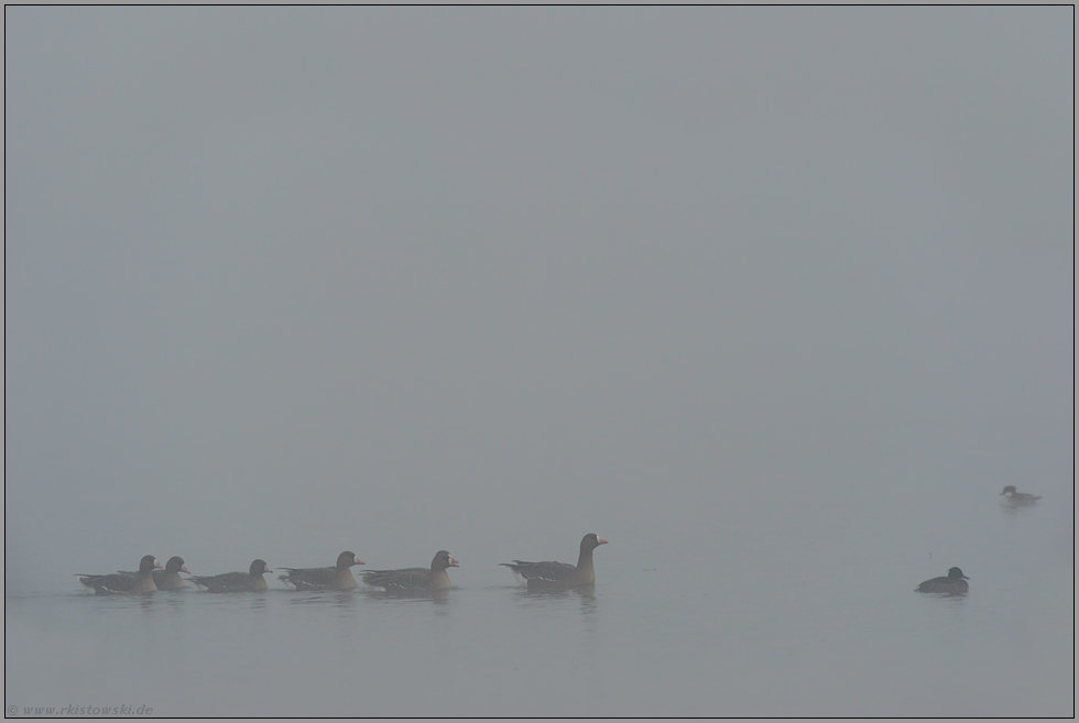 Tristesse... Blässgänse *Anser albifrons*