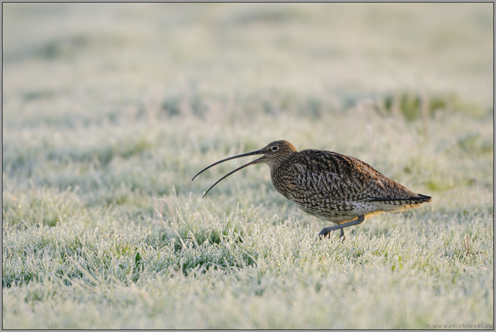 bei der Balz... Großer Brachvogel *Numenius arquata*