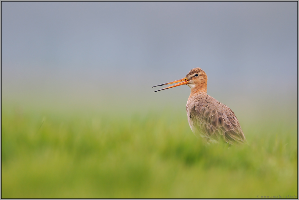 wie gemalt... Uferschnepfe *Limosa limosa*