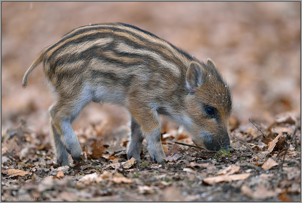 erste Schritte... Wildschwein *Sus scrofa*