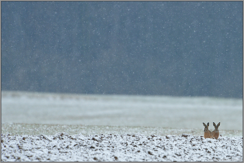 draußen im Feld... Feldhasen *Lepus europaeus*