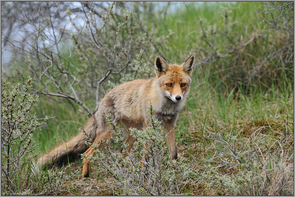 stutzig... Rotfuchs *Vulpes vulpes*