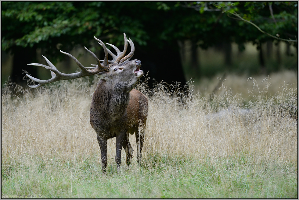 Klassiker... Rothirsch *Cervus elaphus*