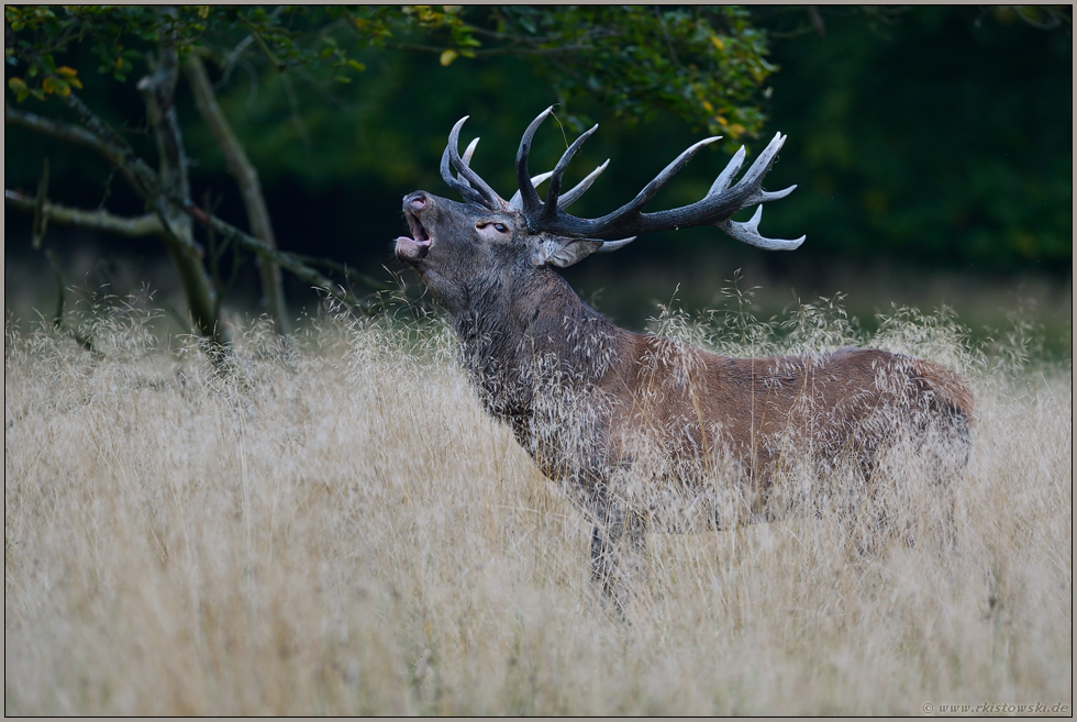 zu später Stunde... Rothirsch *Cervus elaphus*