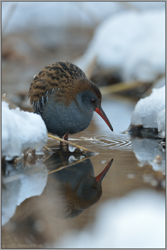 letzte freie Wasserstellen... Wasserralle *Rallus aquaticus*