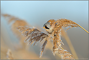 Schilfrispen... Bartmeise *Panurus biarmicus*