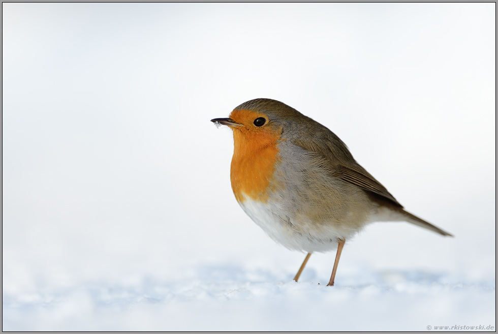 standhaft... Rotkehlchen *Erithacus rubecula*