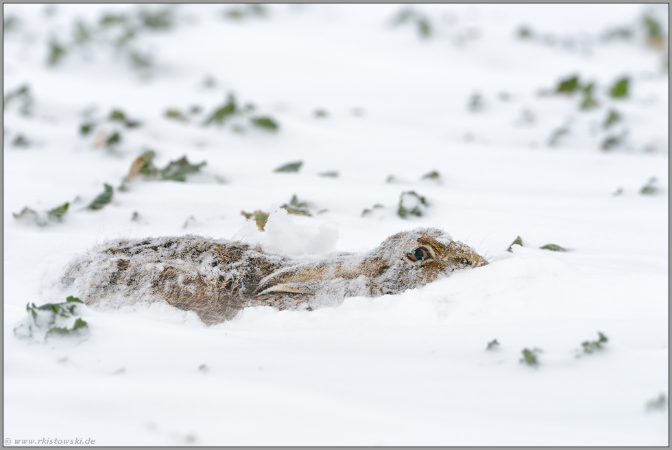 harte Zeiten... Feldhase *Lepus europaeus*