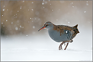 unterwegs... Wasserralle *Rallus aquaticus*