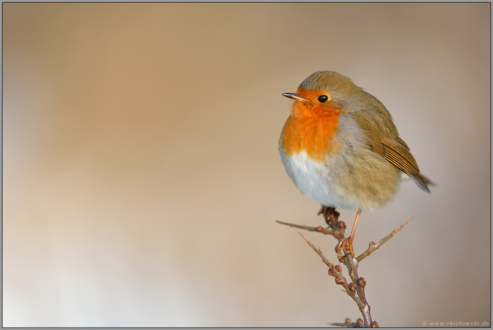 mmmpf... Rotkehlchen *Erithacus rubecula*