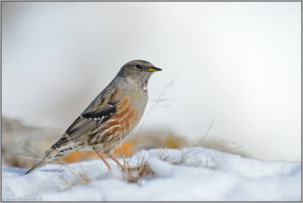 der Schnee taut... Alpenbraunelle *Prunella collaris*